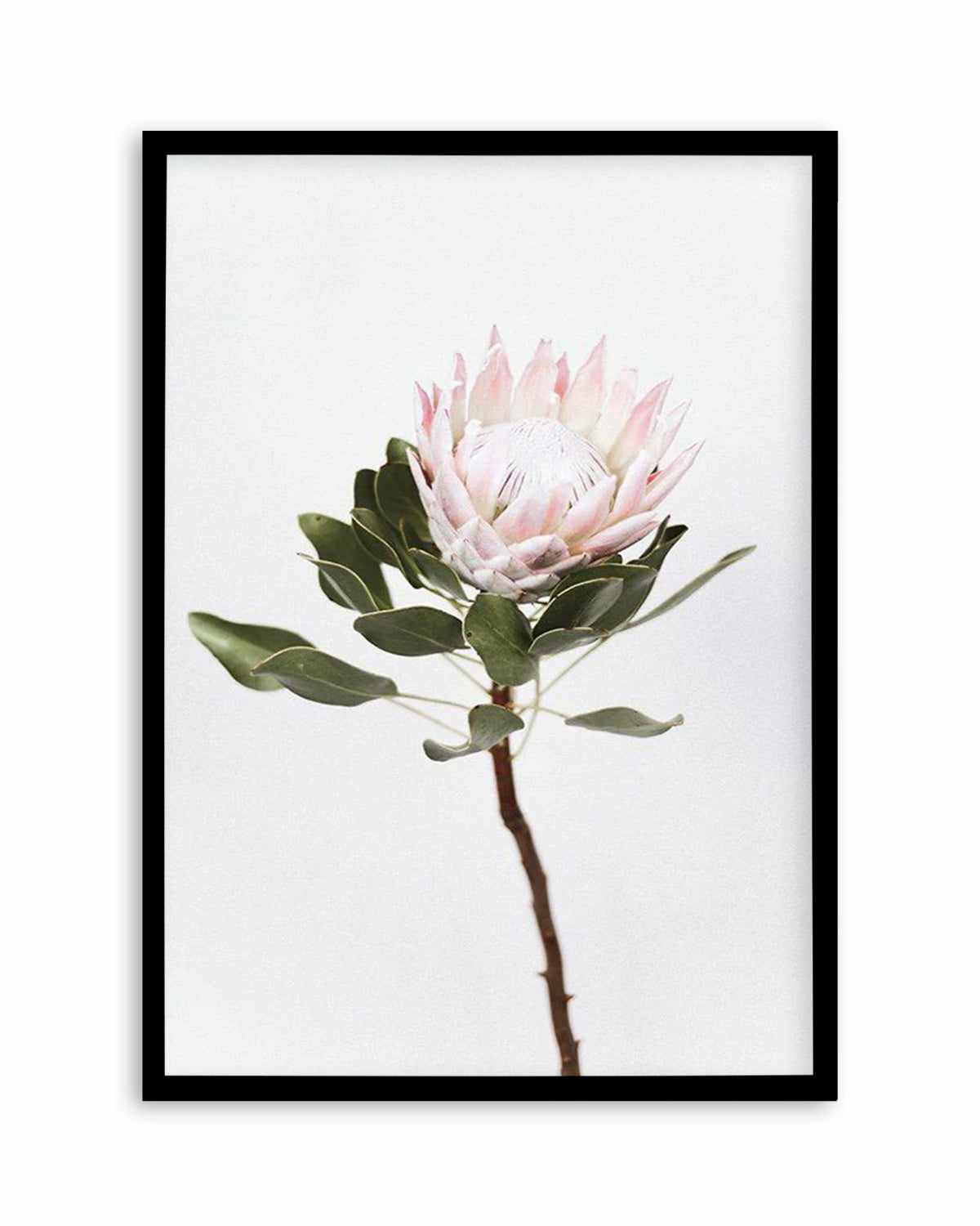 Vintage Protea Art Print