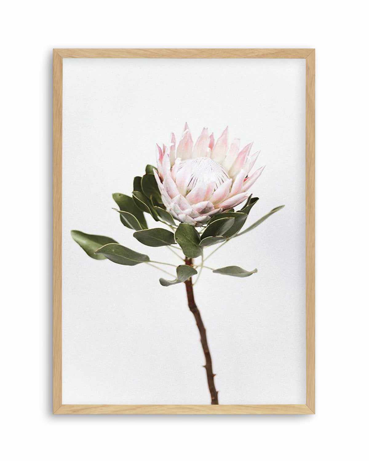 Vintage Protea Art Print