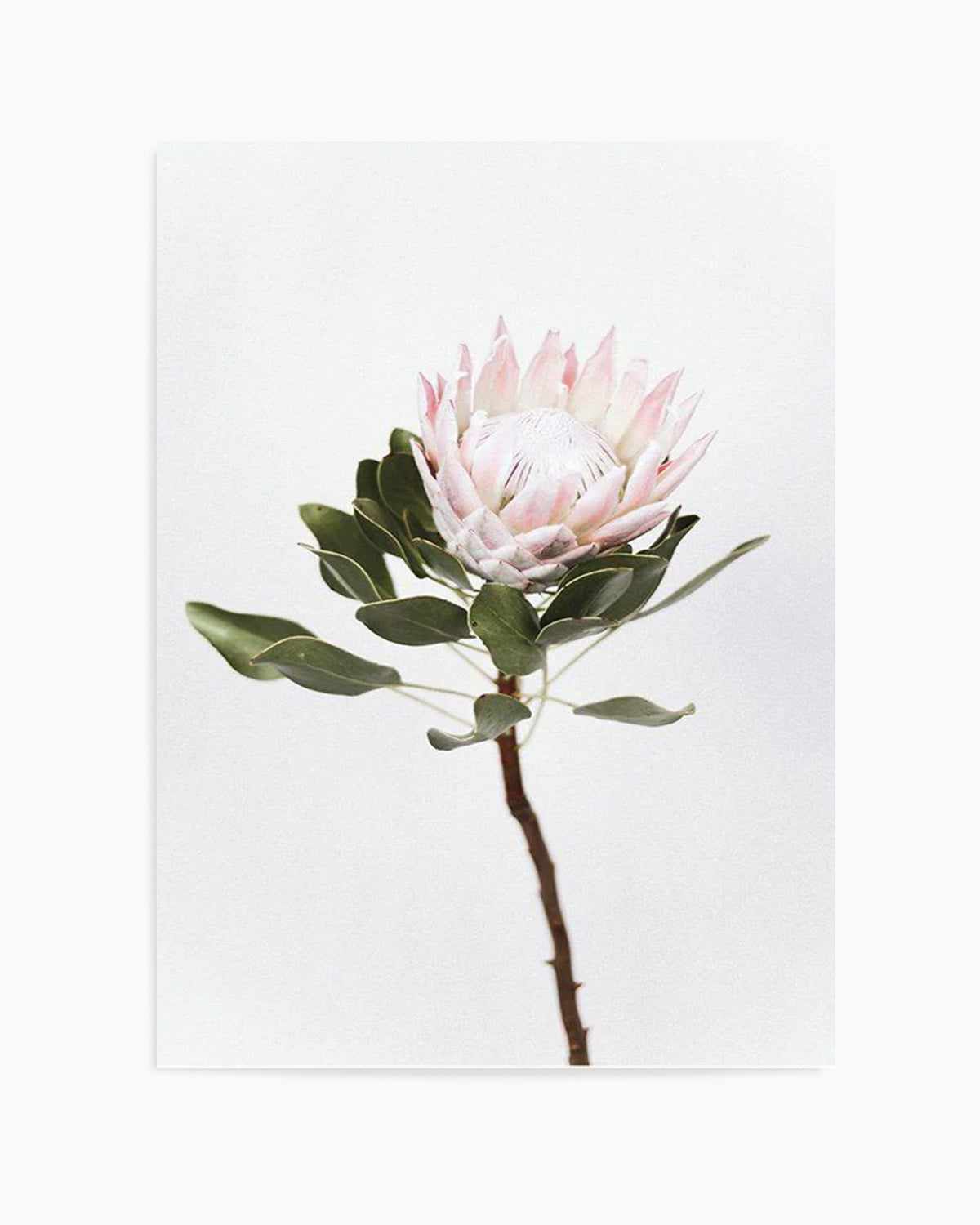Vintage Protea Art Print