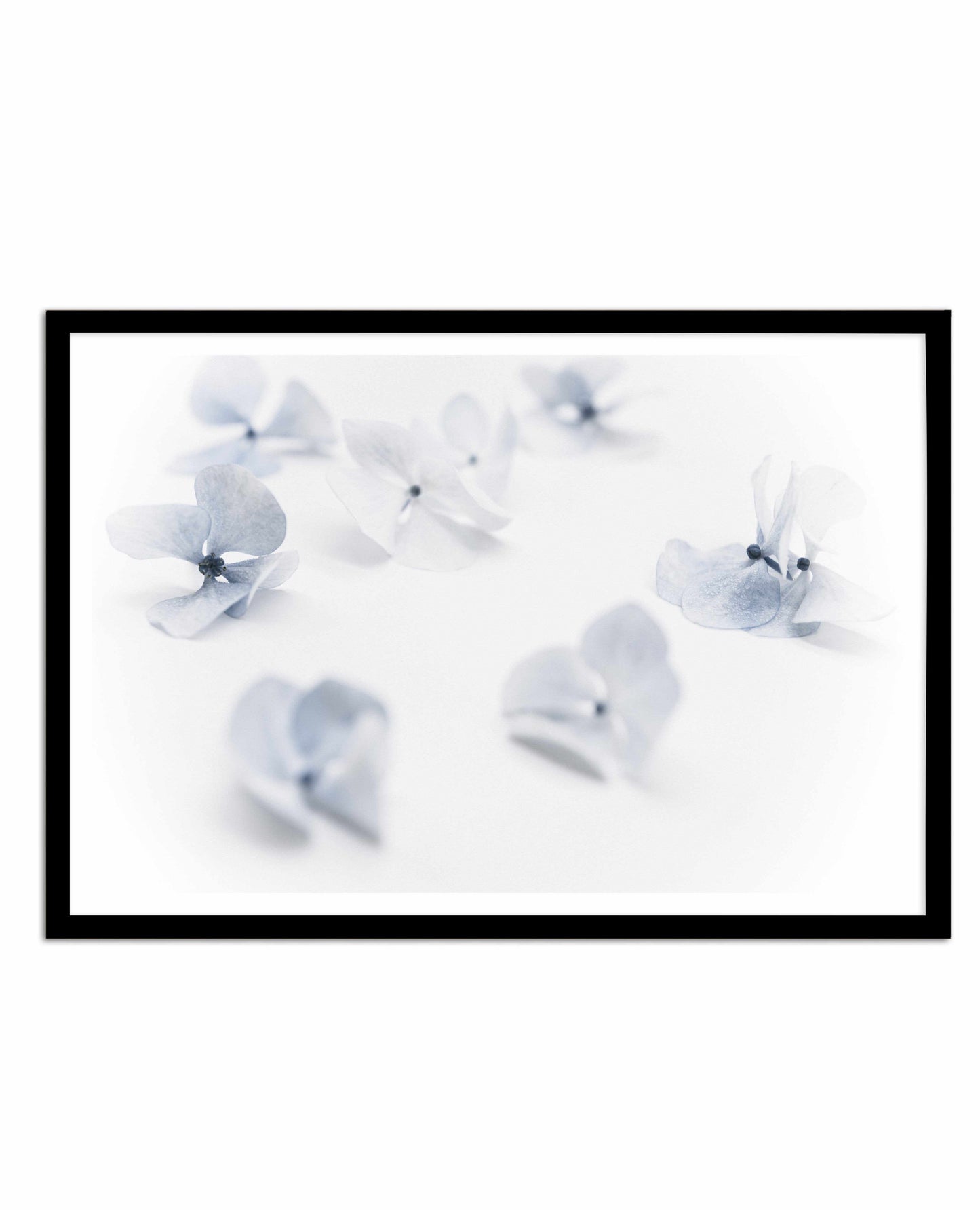 Droplets | Hydrangea I Art Print