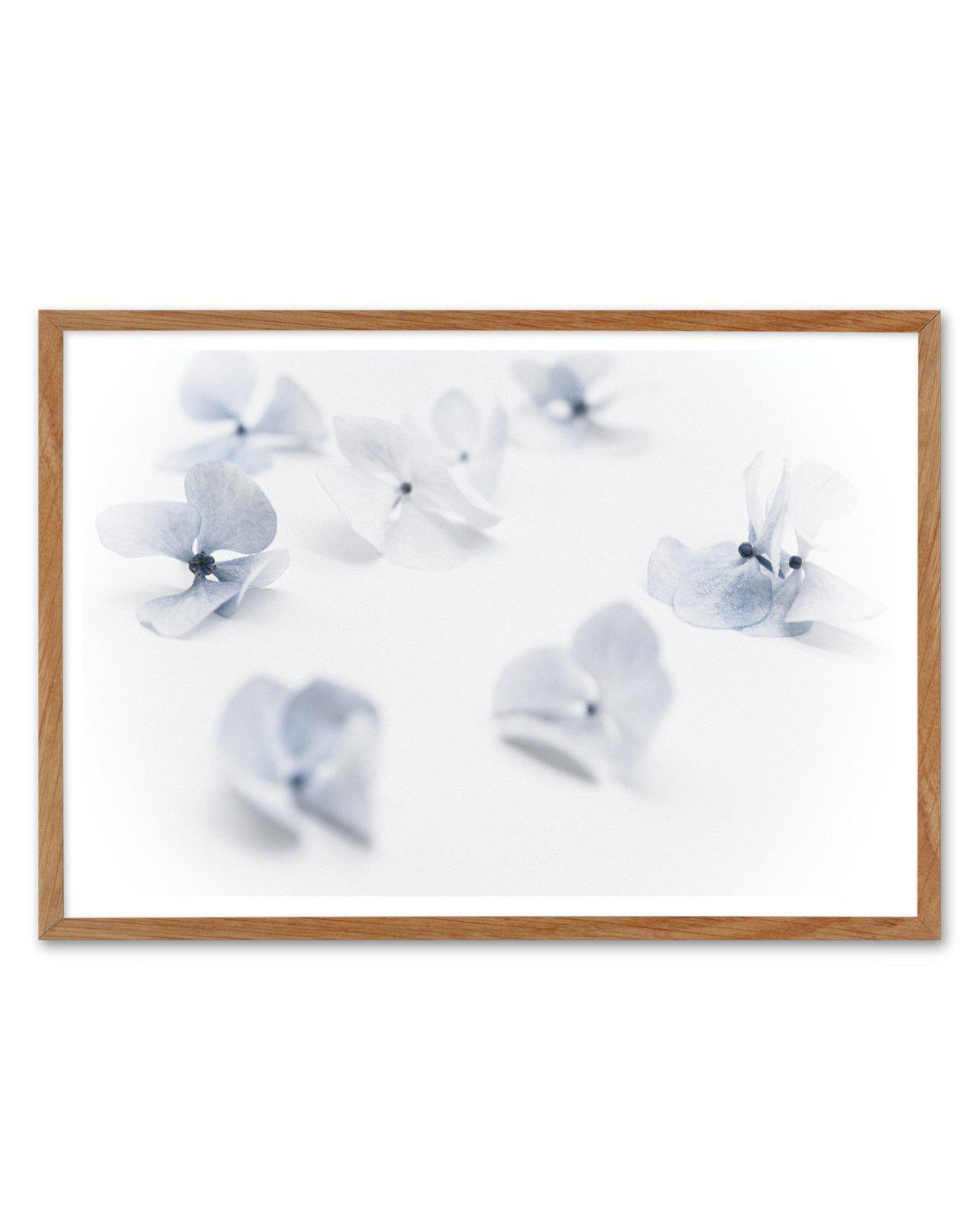 Droplets | Hydrangea I Art Print