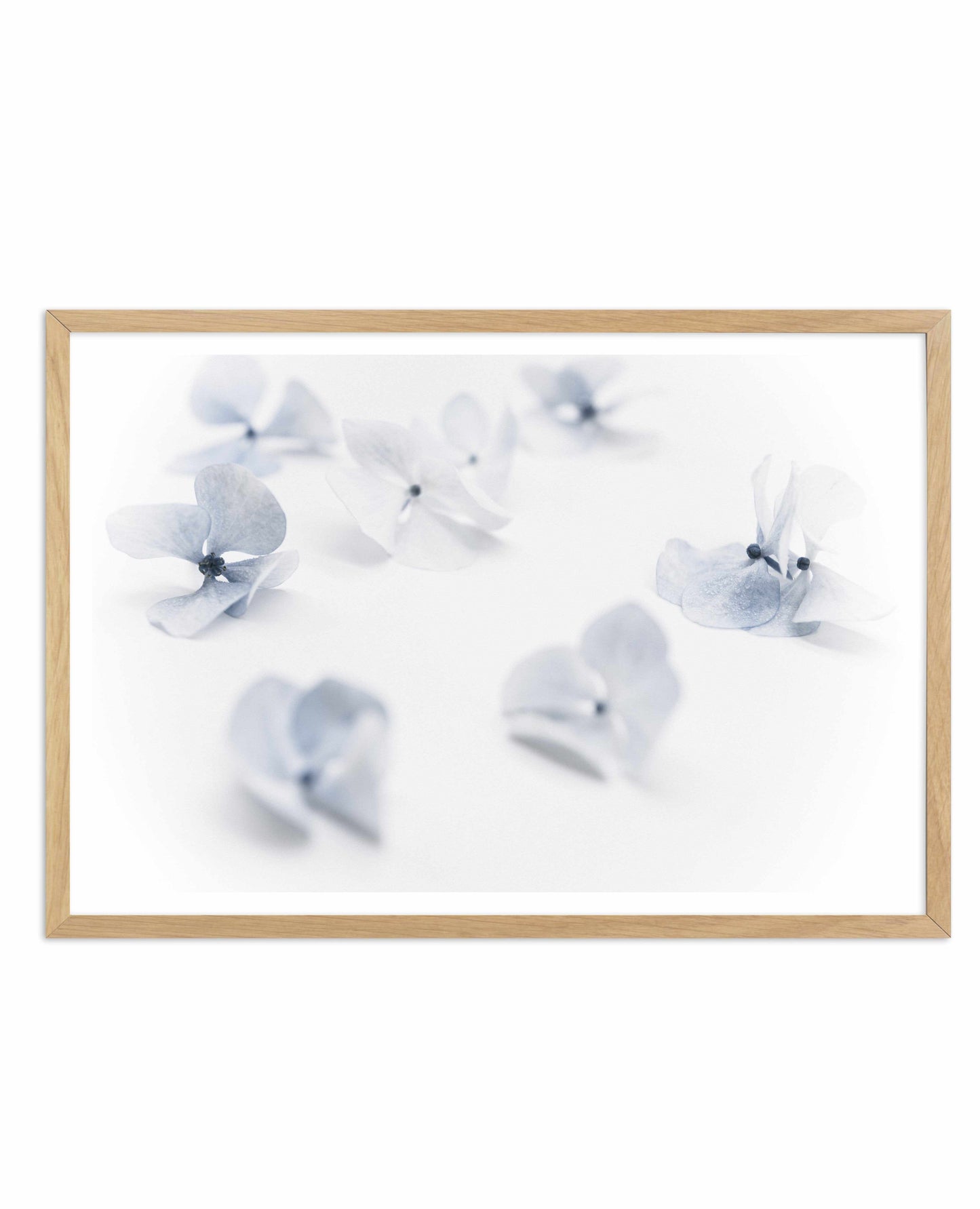 Droplets | Hydrangea I Art Print