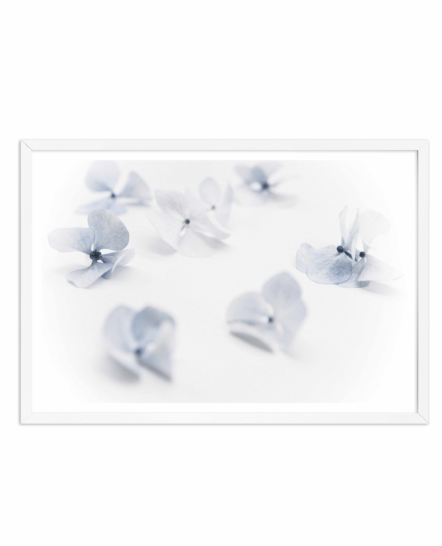 Droplets | Hydrangea I Art Print