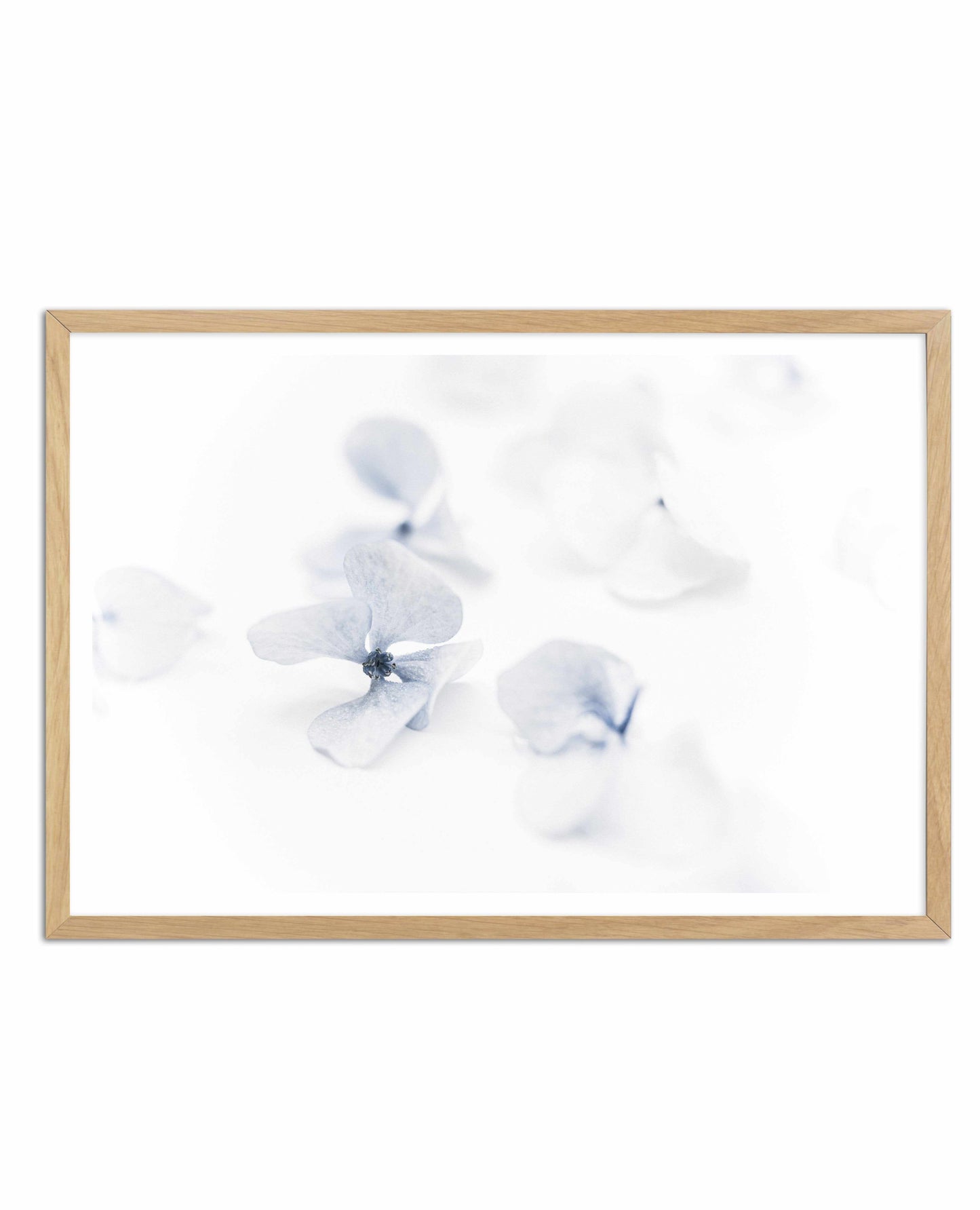 She's So Calm | Hydrangea II Art Print