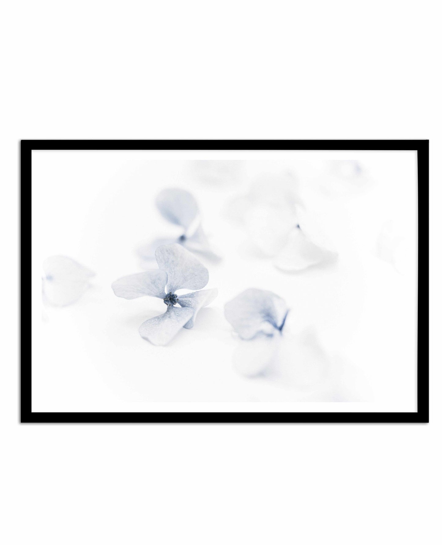 She's So Calm | Hydrangea II Art Print