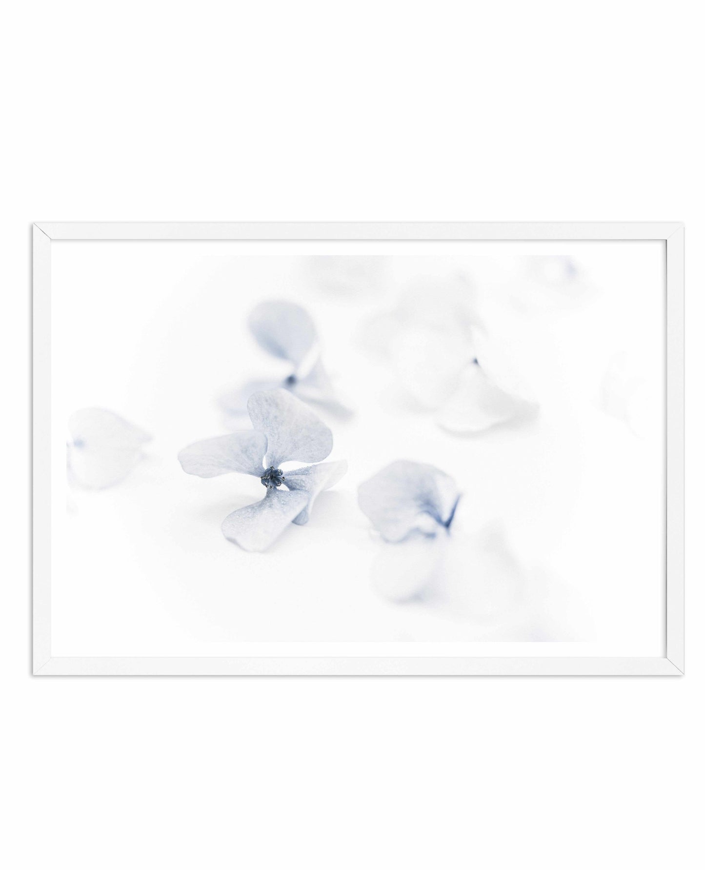 She's So Calm | Hydrangea II Art Print