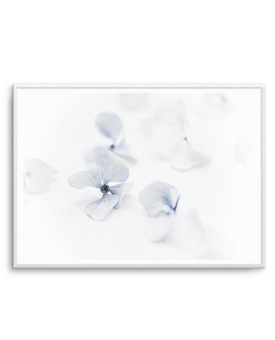 She's So Calm | Hydrangea II Art Print