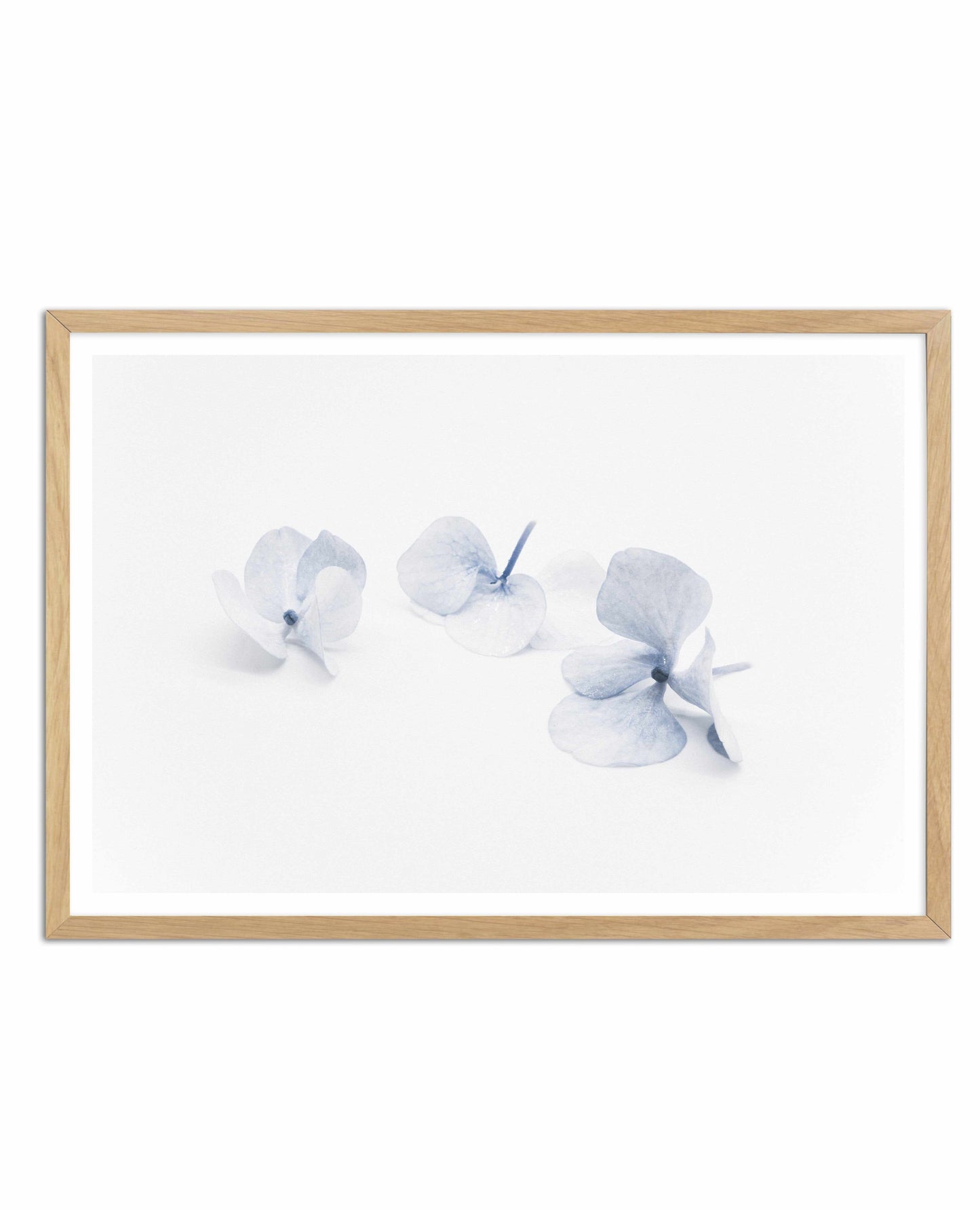Three in Blue | Hydrangea III Art Print
