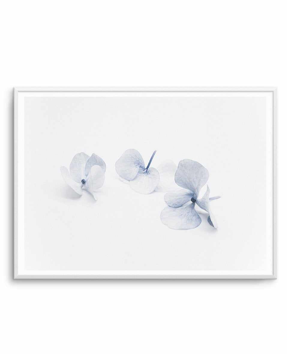 Three in Blue | Hydrangea III Art Print