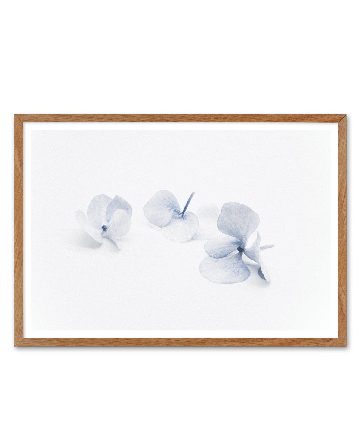 Three in Blue | Hydrangea III Art Print