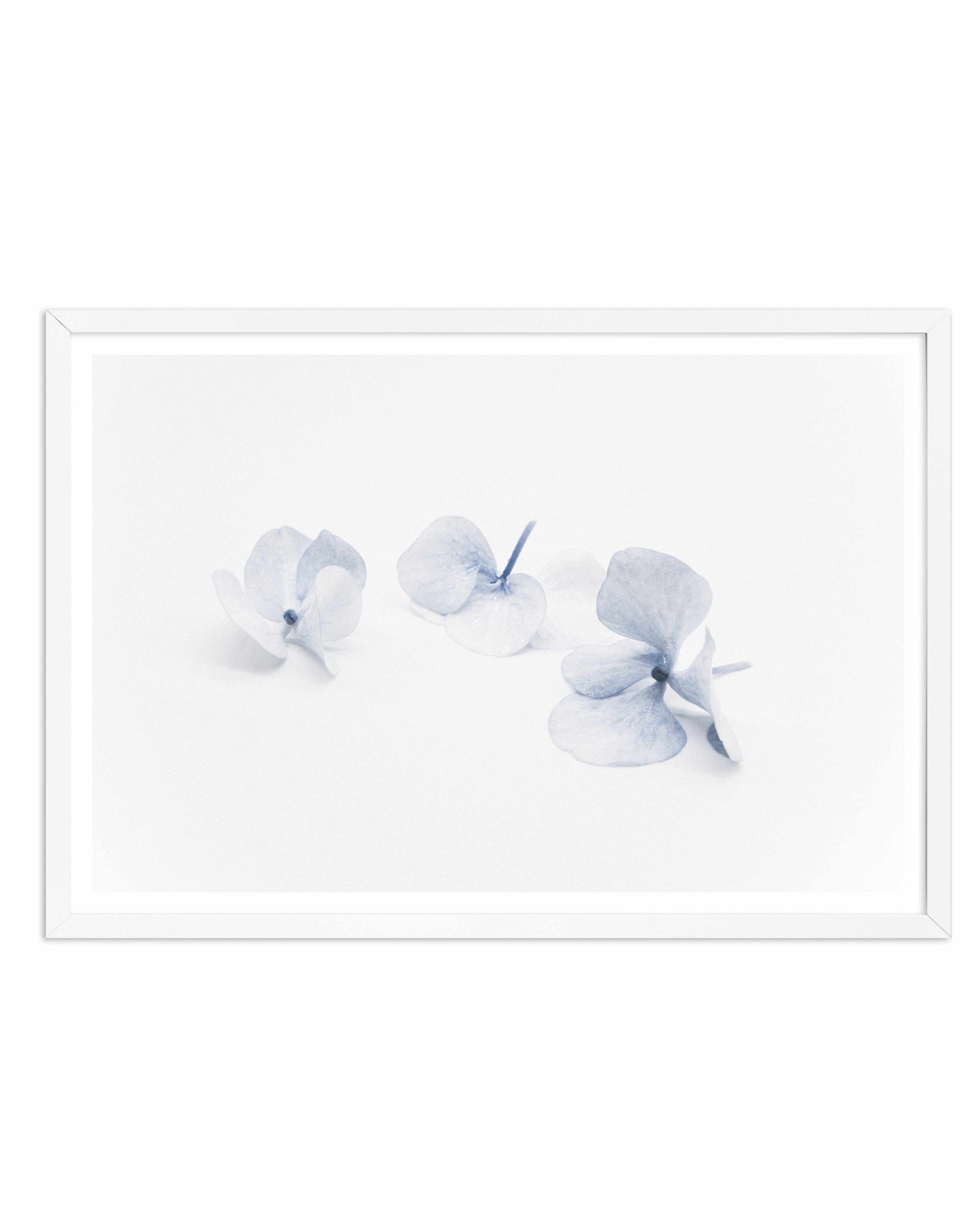 Three in Blue | Hydrangea III Art Print