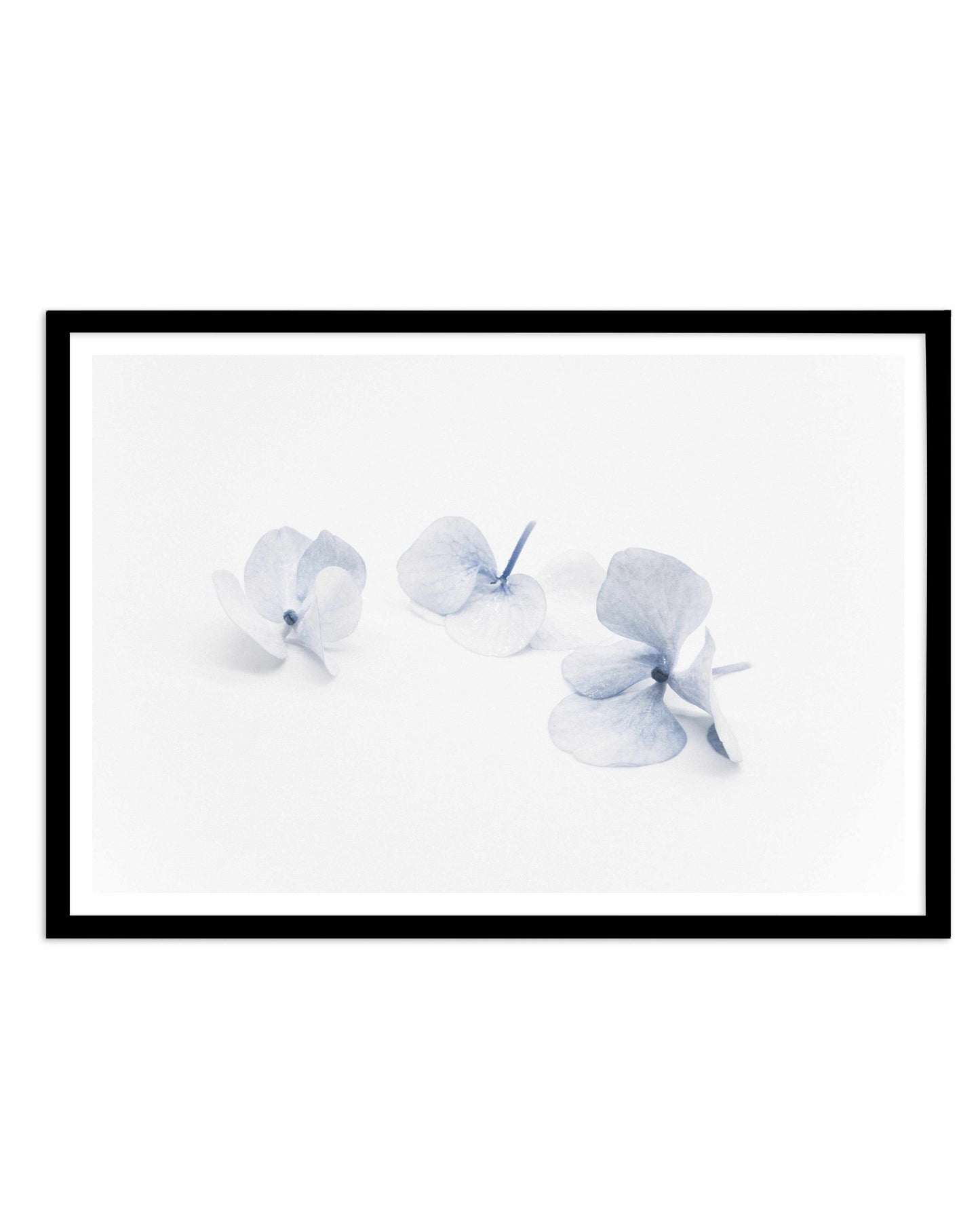 Three in Blue | Hydrangea III Art Print