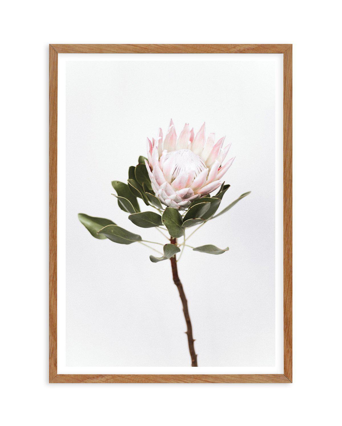 Vintage Protea Art Print