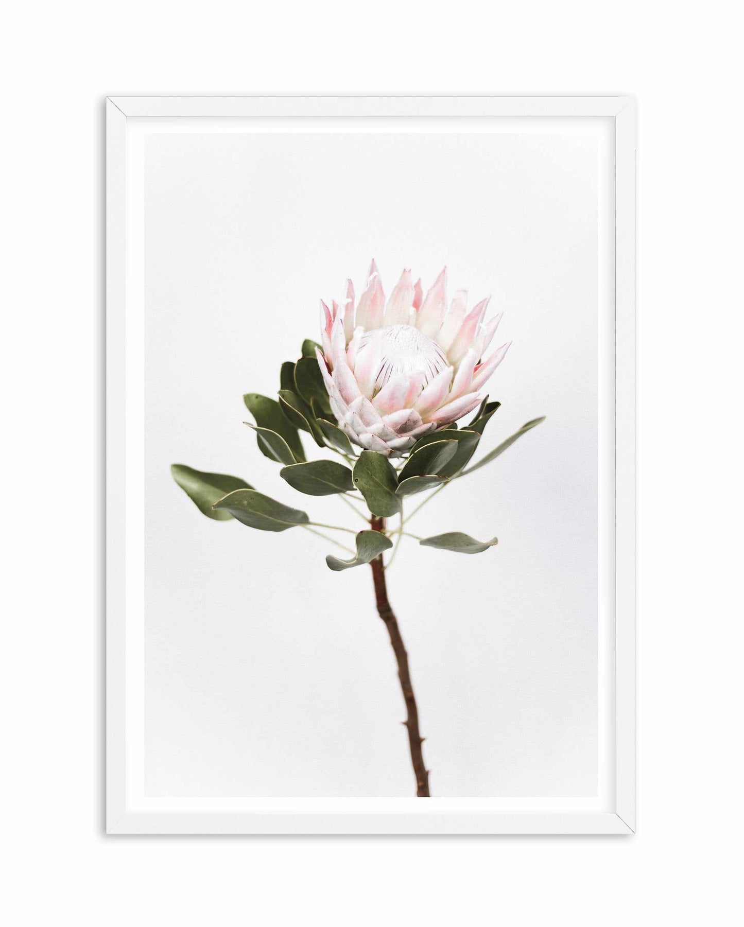 Vintage Protea Art Print
