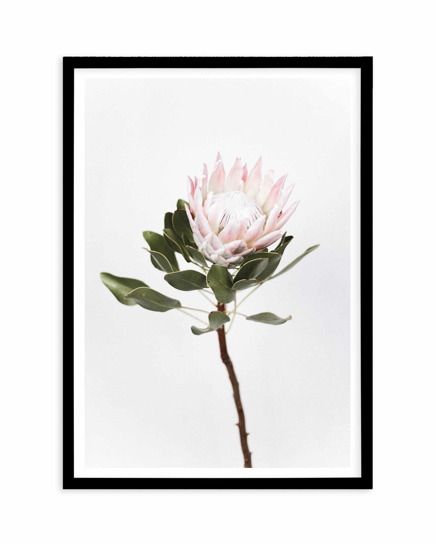Vintage Protea Art Print