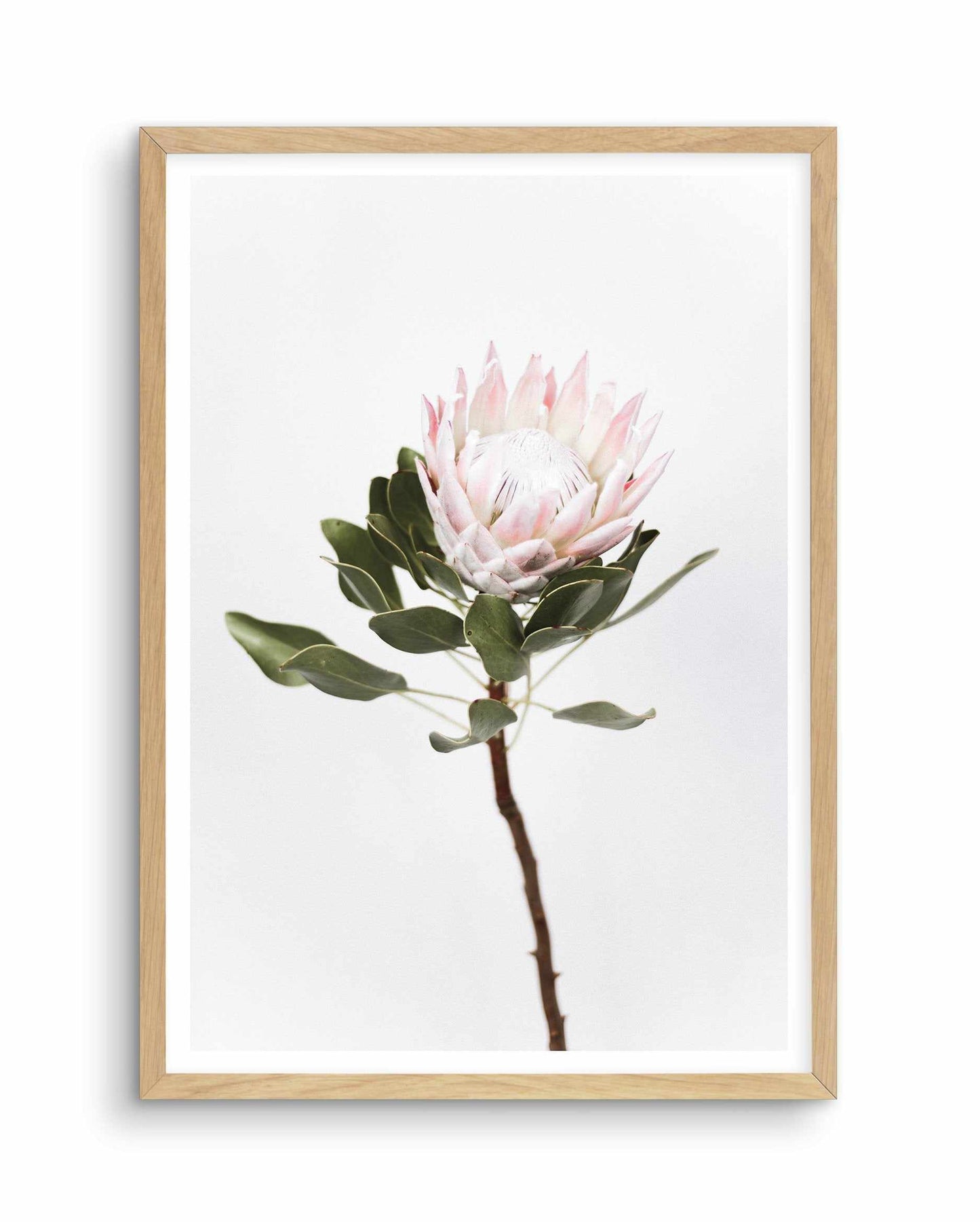 Vintage Protea Art Print