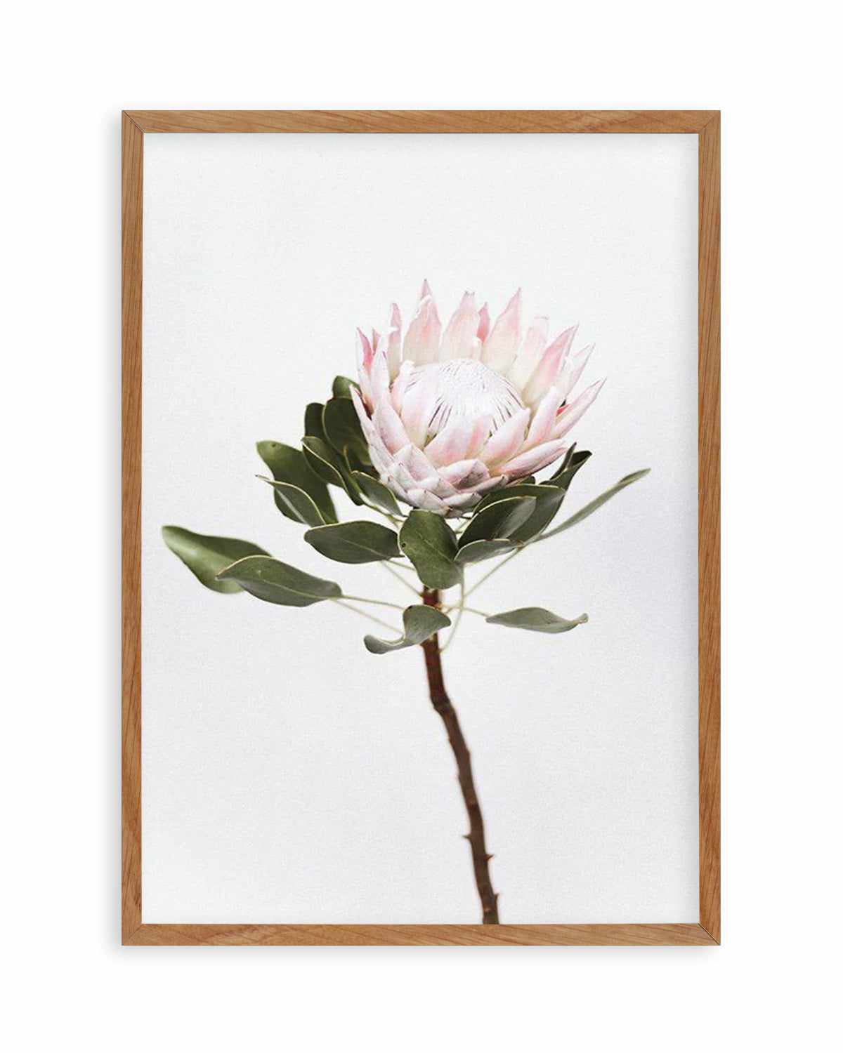 Vintage Protea Art Print