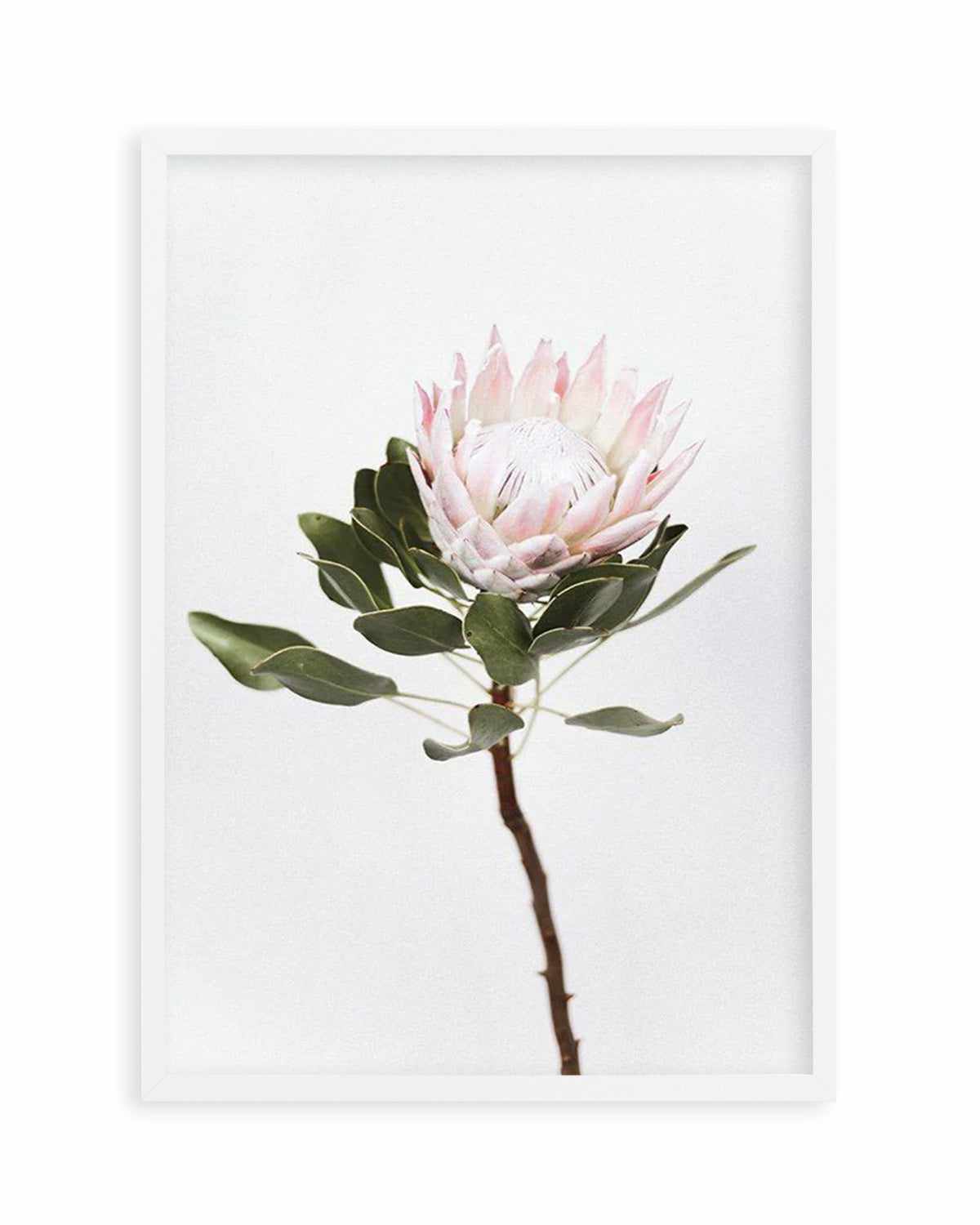 Vintage Protea Art Print