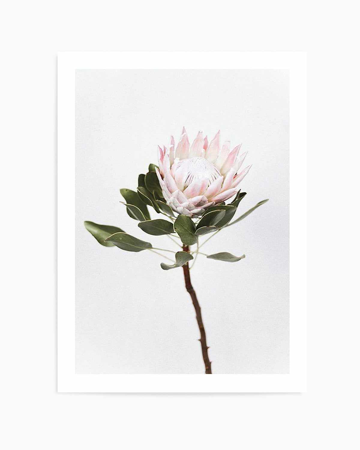 Vintage Protea Art Print