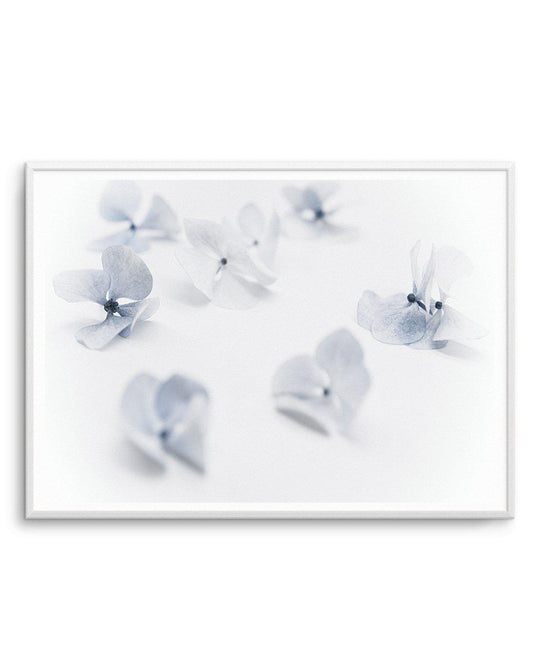 Droplets | Hydrangea I Art Print