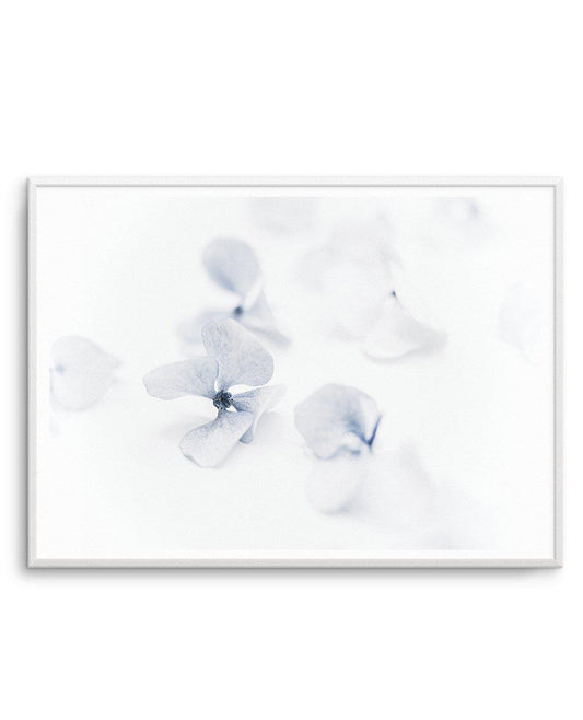 She's So Calm | Hydrangea II Art Print