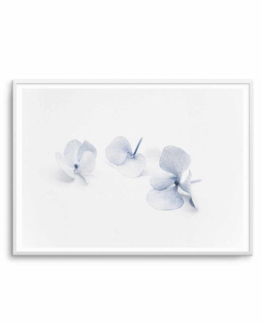 Three in Blue | Hydrangea III Art Print