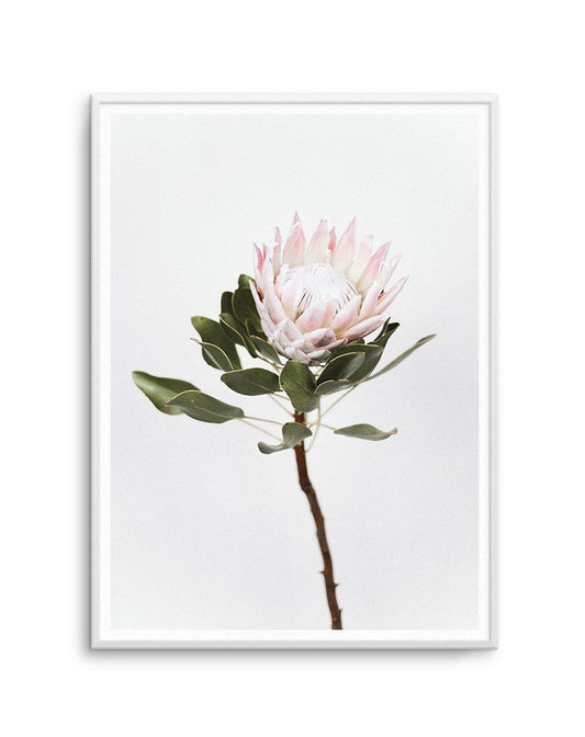 Vintage Protea Art Print